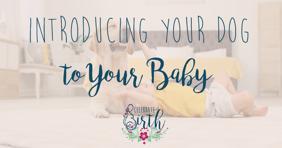 How To Introduce Your Dog To Your Baby | Celebrate Birth